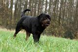 ROTTWEILER 438